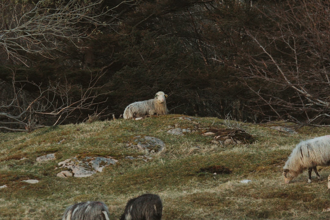 Sheep graze peacefully on a grassy hill.